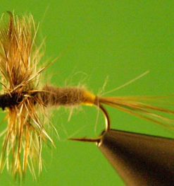 Adams (female)