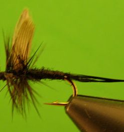 Black Gnat