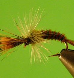 Challenged Callibaetis