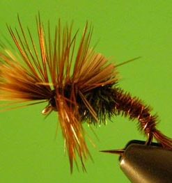 Challenged Mayfly Emerger