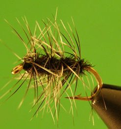 Griffiths Gnat