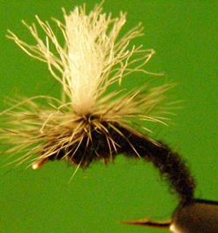 Klinkhamer's Special (black)