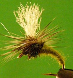 Klinkhamer's Special (olive)