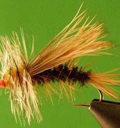 Stimulator (peacock)