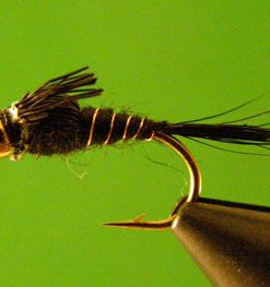A.P. Nymph (black bead head)