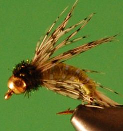 Bird of Prey (olive BH)