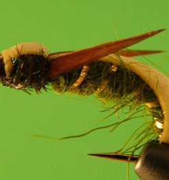 Boat Weevil