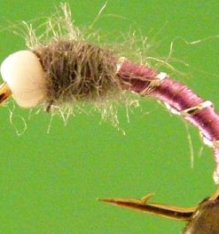 Chironomid (purple)