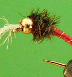 Chironomid (red)