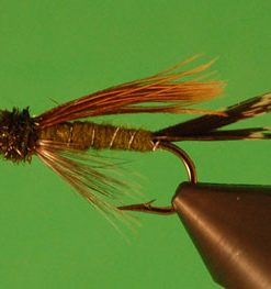 Doc Sprately (olive)