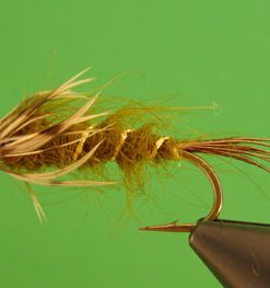 Dragonfly Nymph