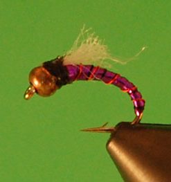 Holochron (purple)