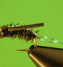Peacock Waterboatman