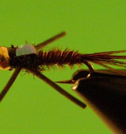 Pheasant Tail X (bead head)