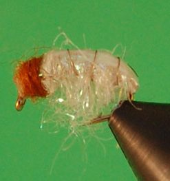 Sow Bug