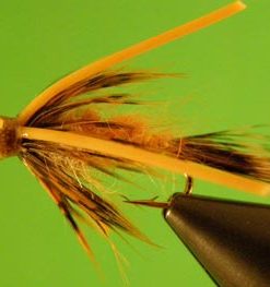 Squirrel Tail