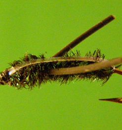 Waterboatman