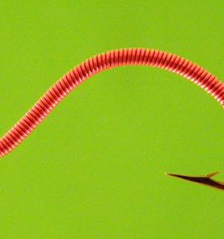 Wirewound Worm