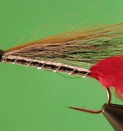 Black Nose Dace