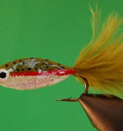 Janssen's Minnow (rainbow)