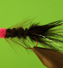 Egg Sucking Leech