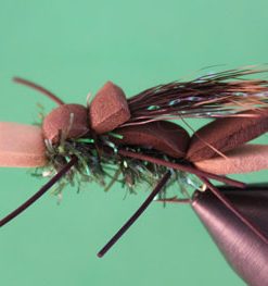 Amy’s Ant