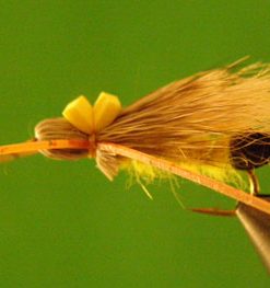 Bullethead Stonefly