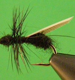 Flying Ant (black)