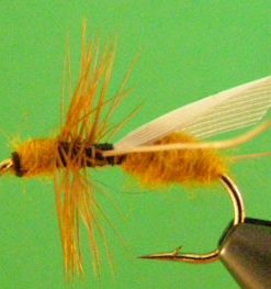 Flying Ant (cinnamon)