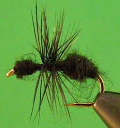 Ant (black)