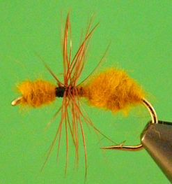 Ant (cinnamon)
