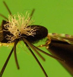Ugly Bug